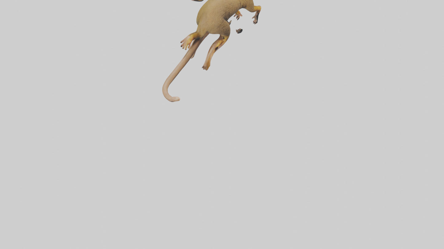 3D model Kinkajou climbing model VR / AR / low-poly