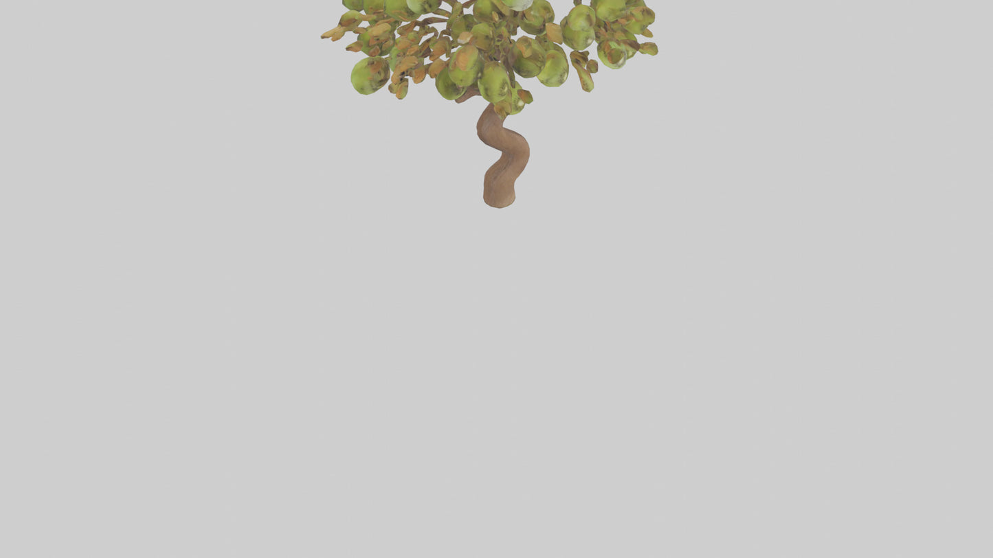 3D model Kiwi tree model VR / AR / low-poly