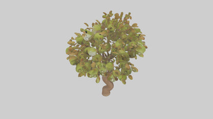 3D model Kiwi tree model VR / AR / low-poly