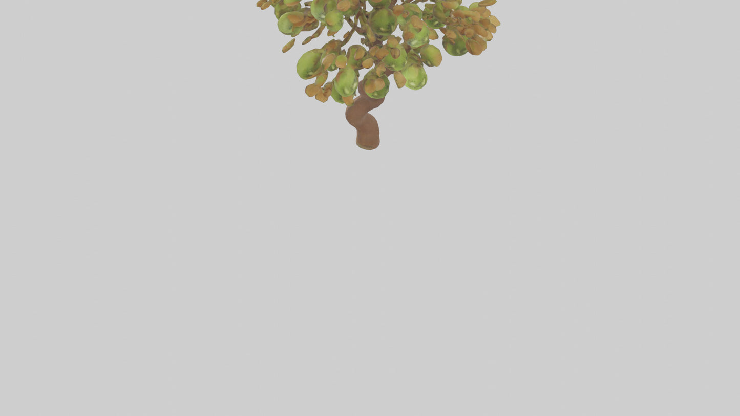 3D model Kiwi tree model VR / AR / low-poly