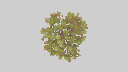 3D model Kiwi tree model VR / AR / low-poly