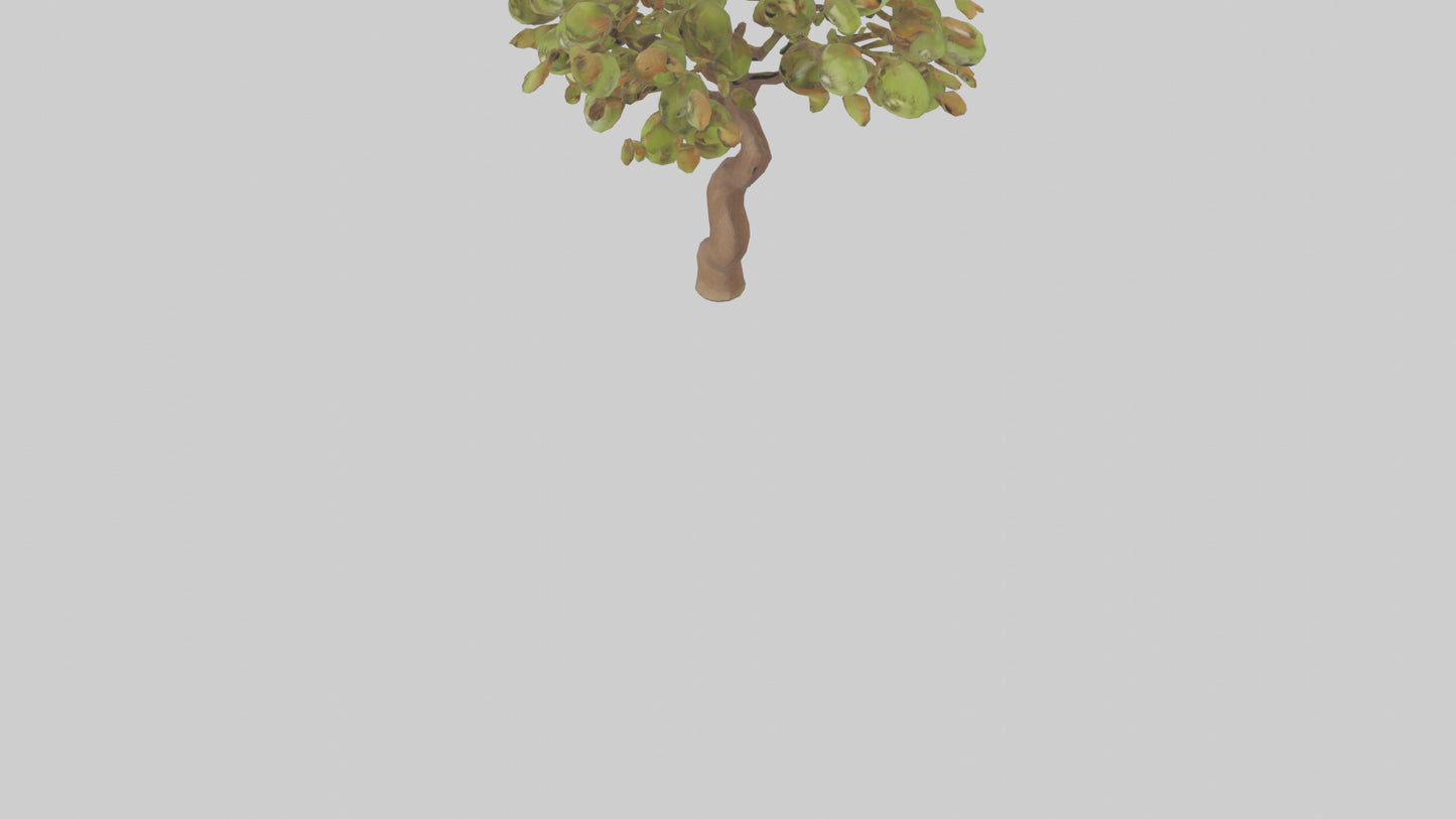 3D model Kiwi tree model VR / AR / low-poly