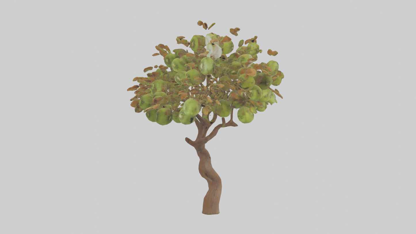 3D model Kiwi tree model VR / AR / low-poly