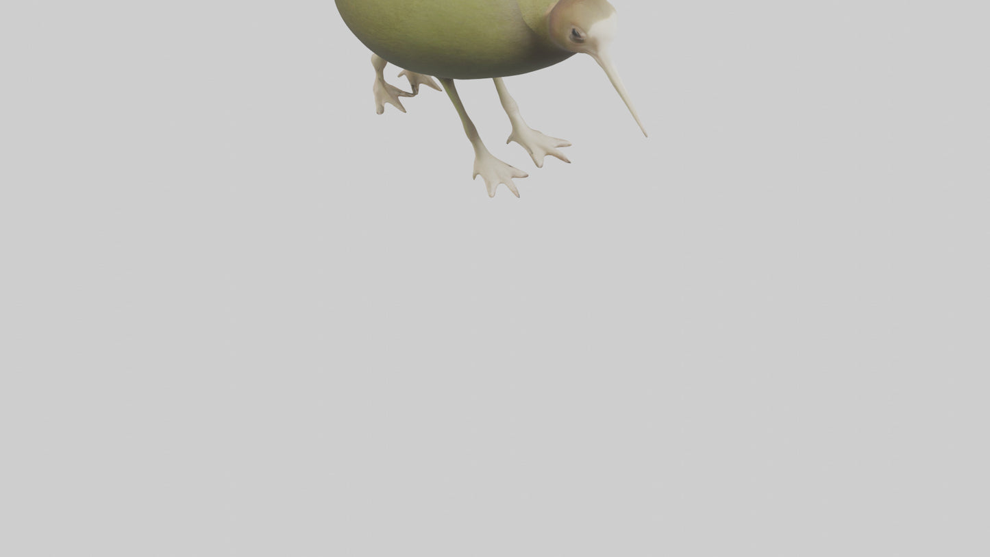 3D model Kiwi walking on forest floor model VR / AR / low-poly