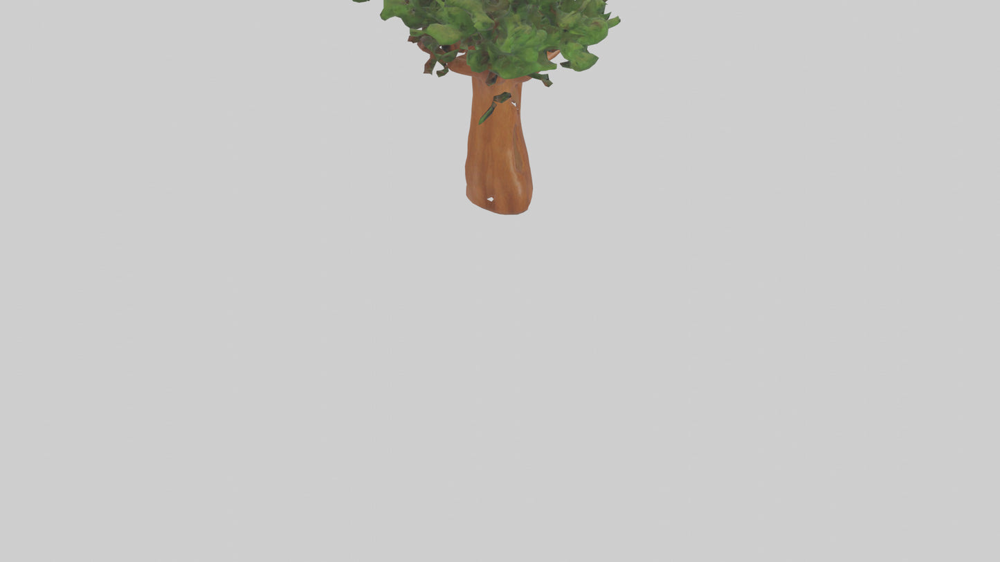 3D model Koa tree model VR / AR / low-poly
