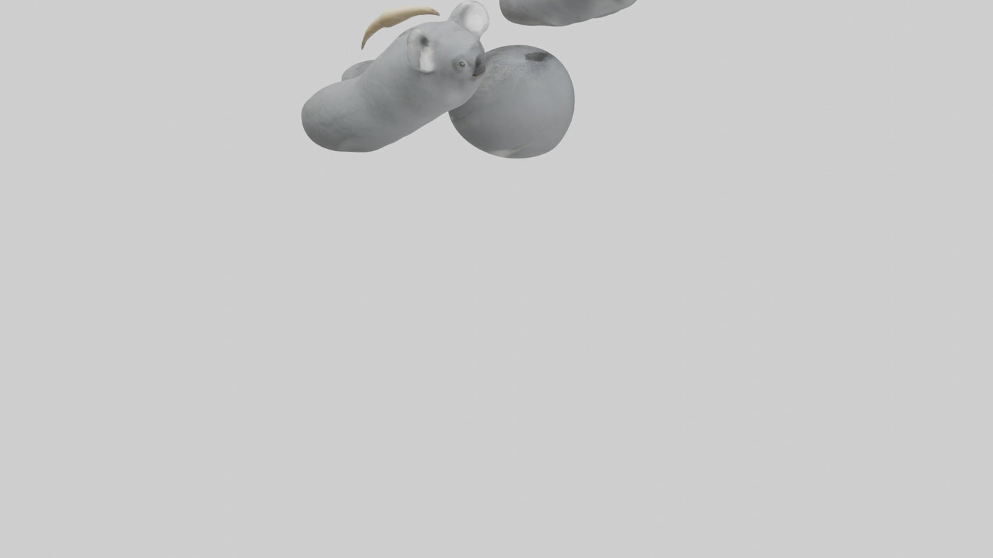 3D model Koala Claws Model VR / AR / low-poly