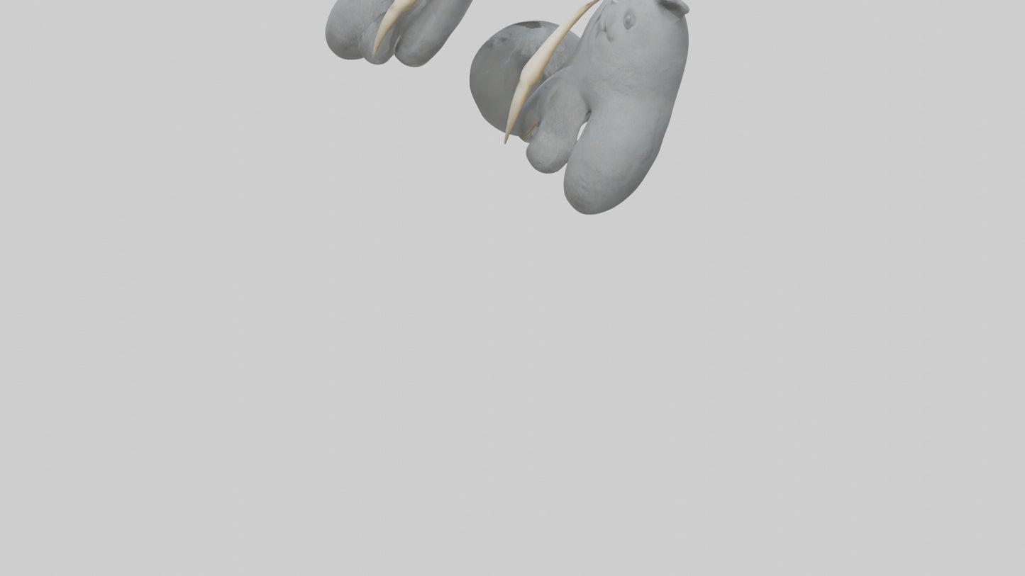 3D model Koala Claws Model VR / AR / low-poly