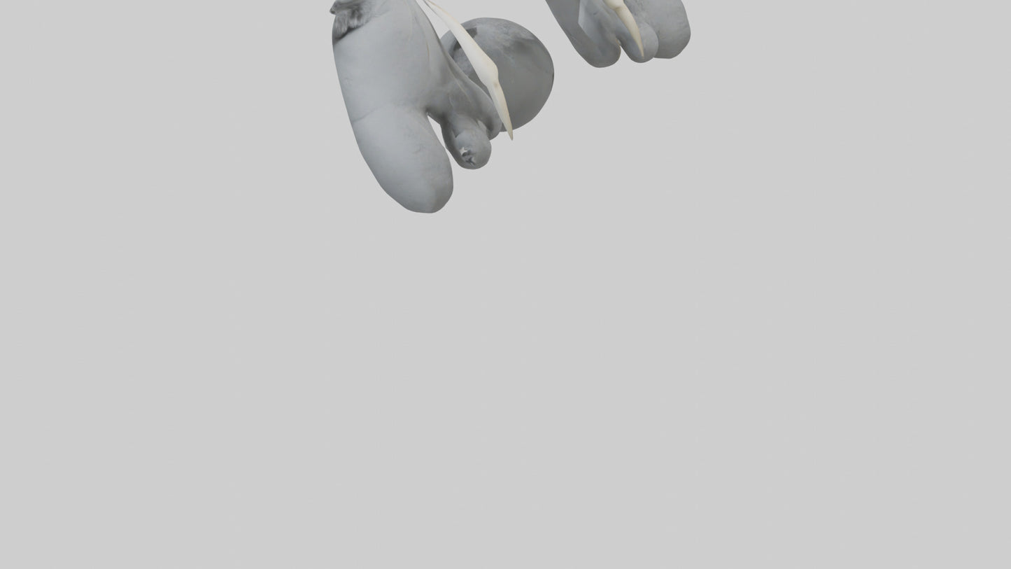 3D model Koala Claws Model VR / AR / low-poly