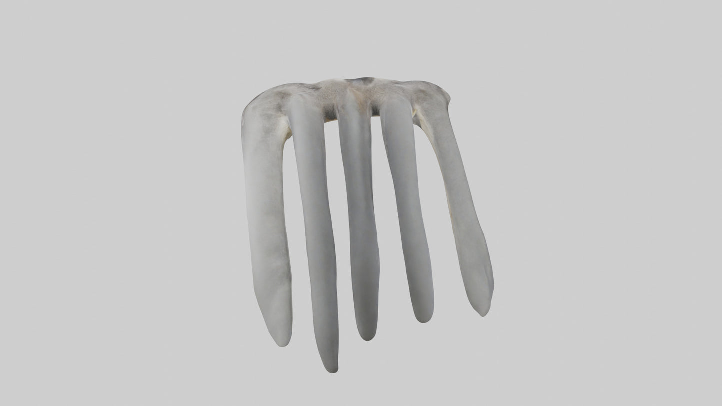 3D model Koala Rib VR / AR / low-poly