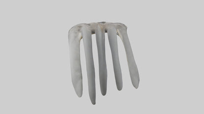 3D model Koala Rib VR / AR / low-poly