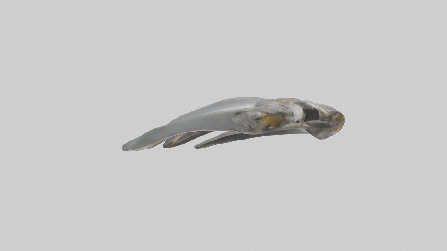 3D model Koala Rib VR / AR / low-poly