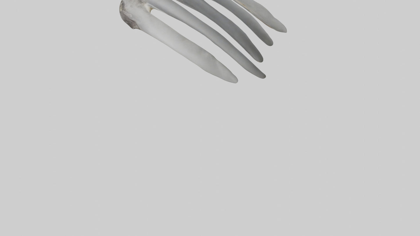 3D model Koala Rib VR / AR / low-poly