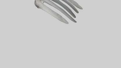 3D model Koala Rib VR / AR / low-poly