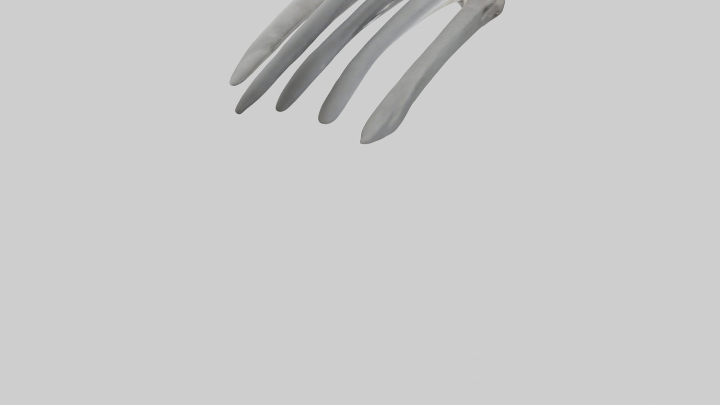 3D model Koala Rib VR / AR / low-poly