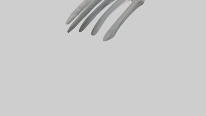 3D model Koala Rib VR / AR / low-poly