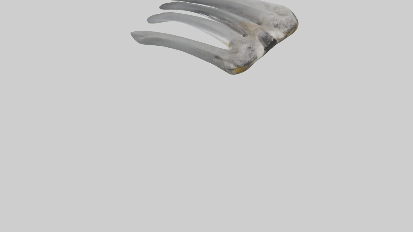 3D model Koala Rib VR / AR / low-poly