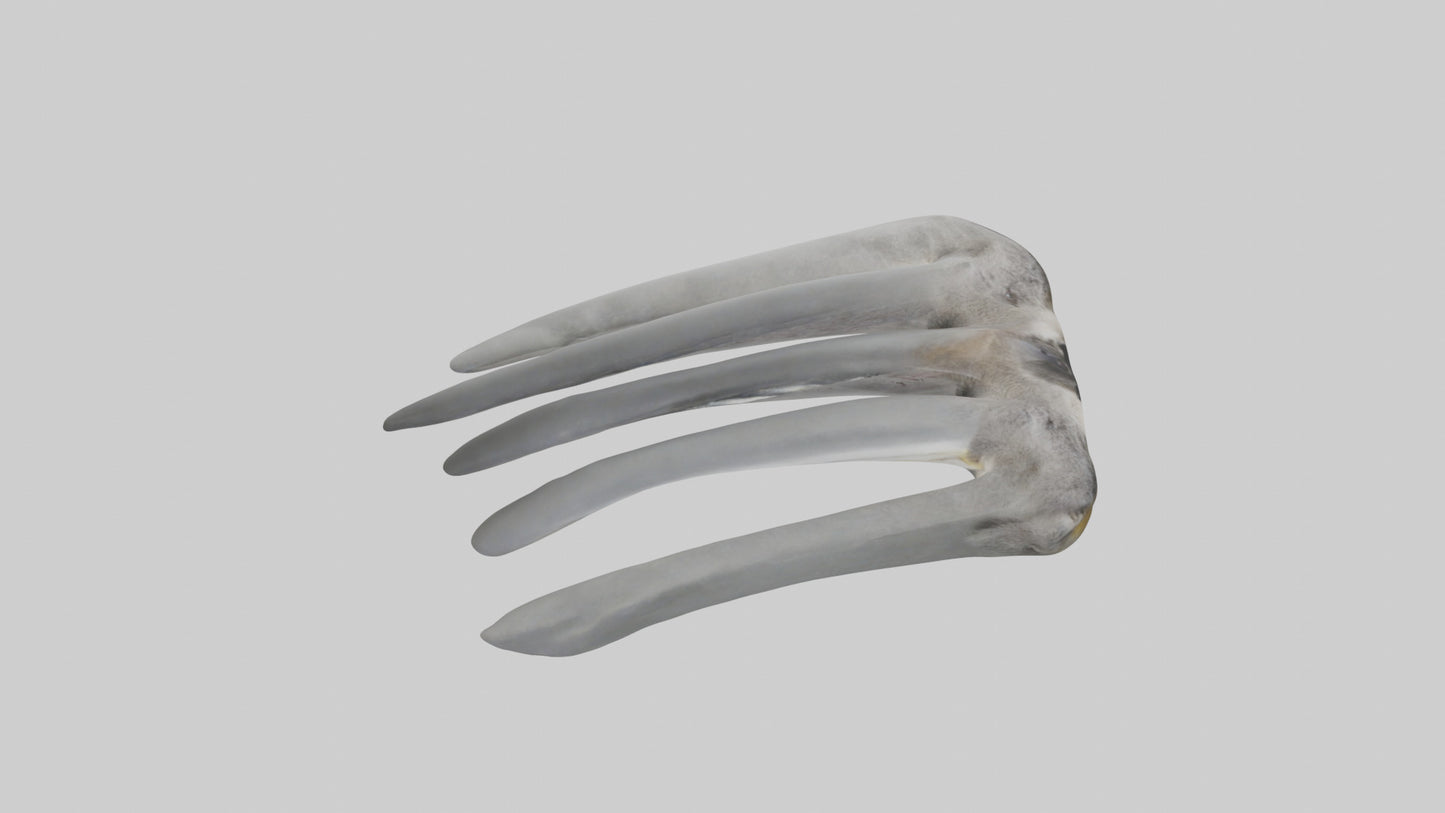 3D model Koala Rib VR / AR / low-poly