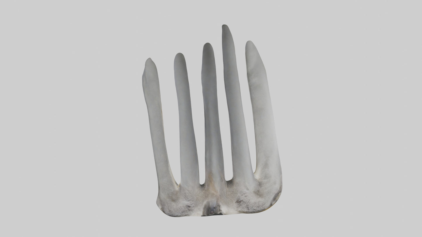 3D model Koala Rib VR / AR / low-poly