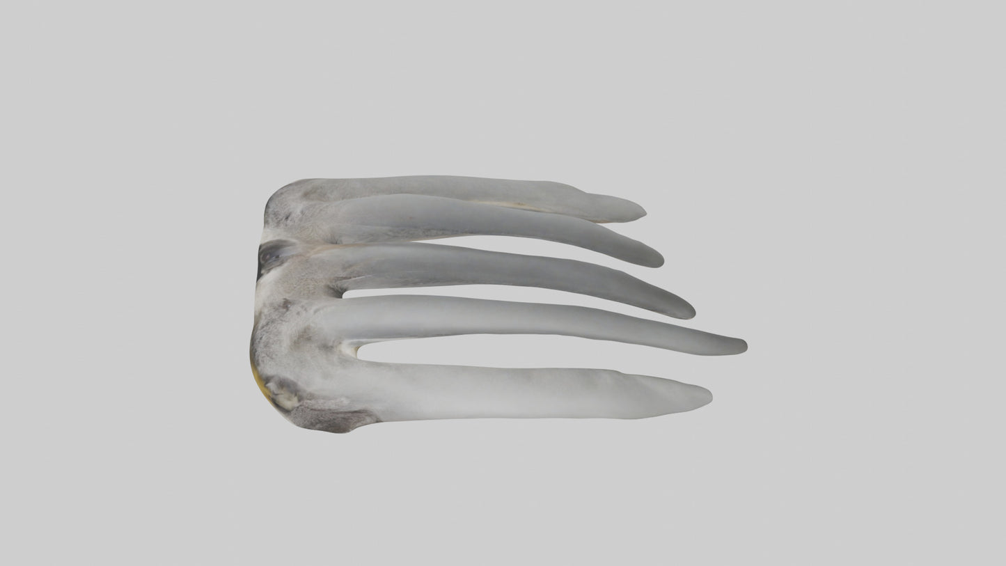 3D model Koala Rib VR / AR / low-poly