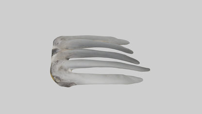 3D model Koala Rib VR / AR / low-poly