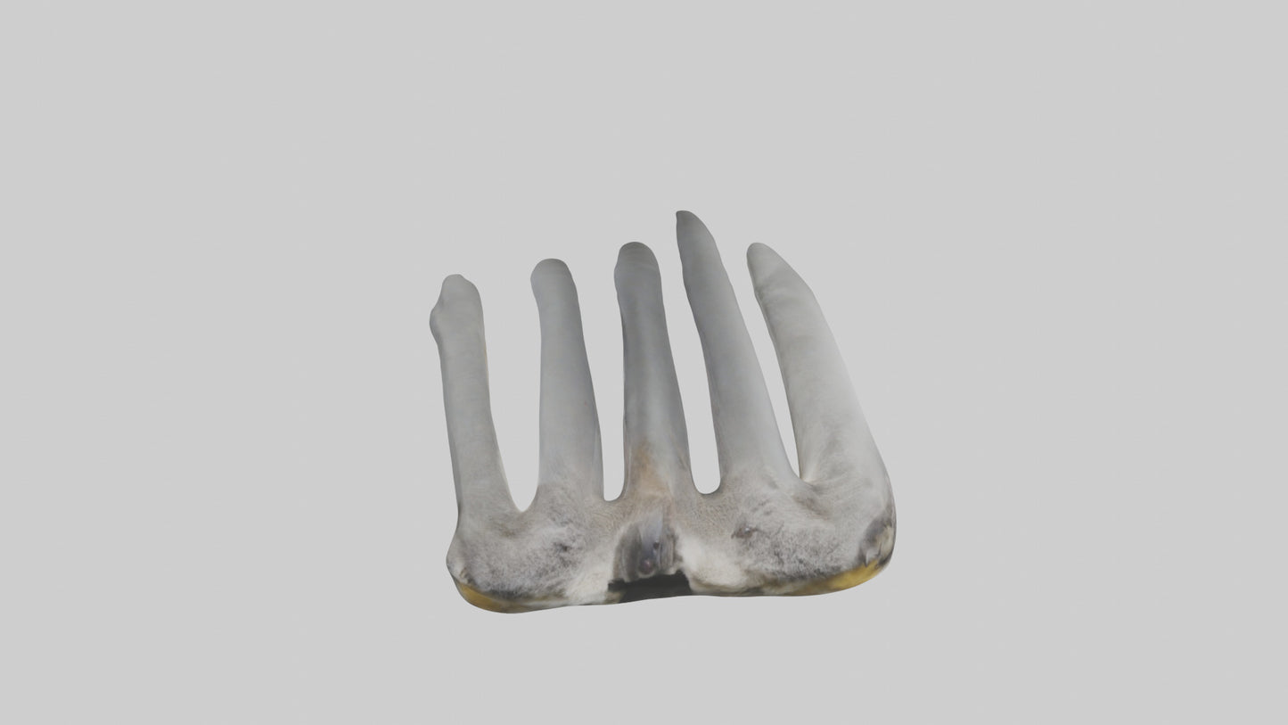 3D model Koala Rib VR / AR / low-poly