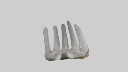 3D model Koala Rib VR / AR / low-poly