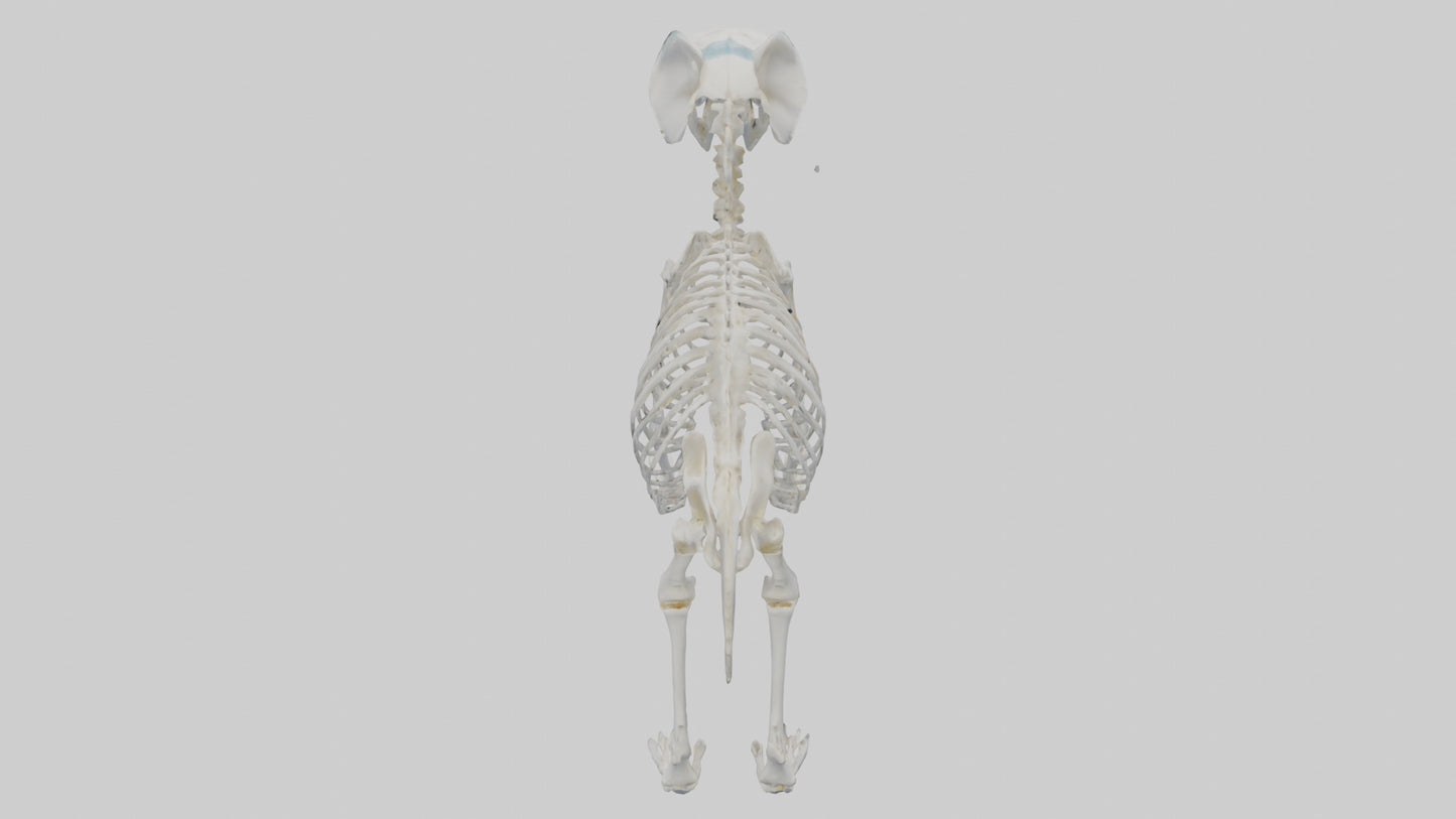3D model Koala Skeleton model VR / AR / low-poly