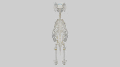 3D model Koala Skeleton model VR / AR / low-poly