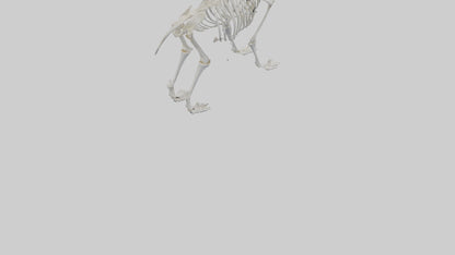 3D model Koala Skeleton model VR / AR / low-poly