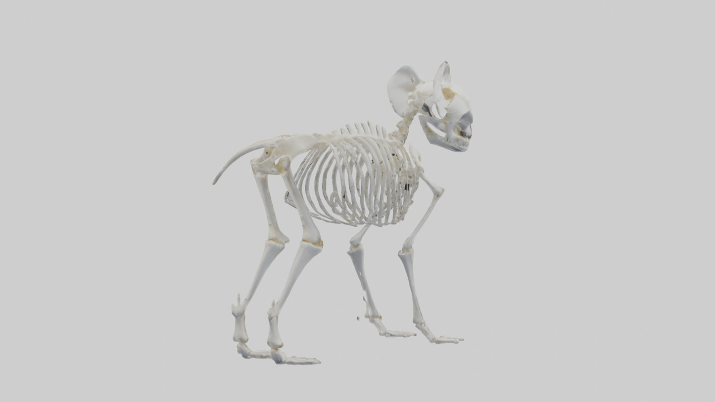 3D model Koala Skeleton model VR / AR / low-poly