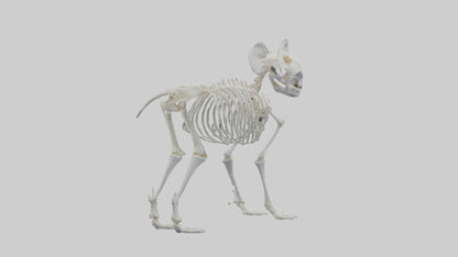 3D model Koala Skeleton model VR / AR / low-poly