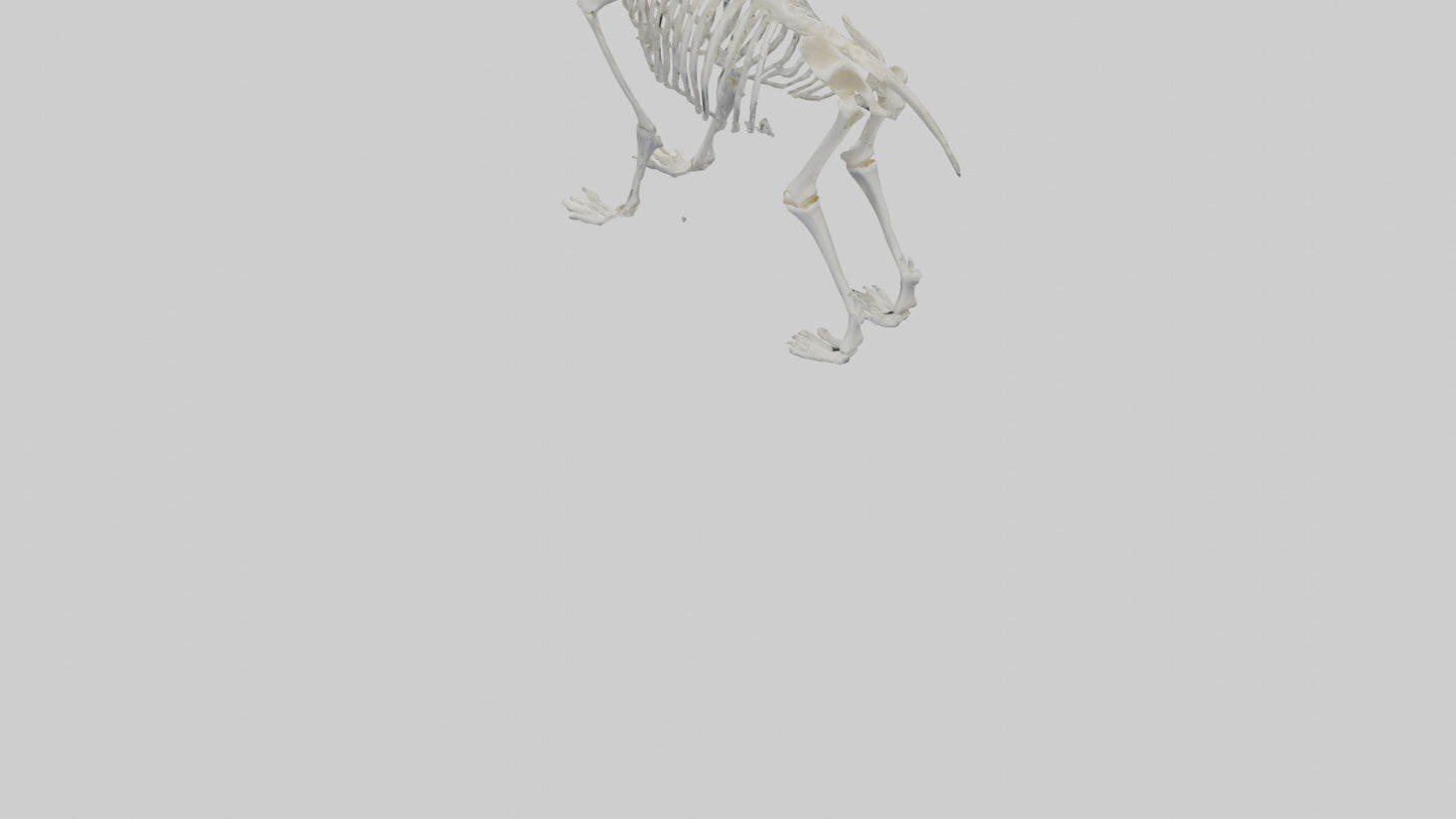 3D model Koala Skeleton model VR / AR / low-poly