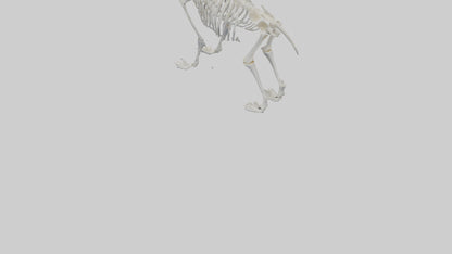 3D model Koala Skeleton model VR / AR / low-poly