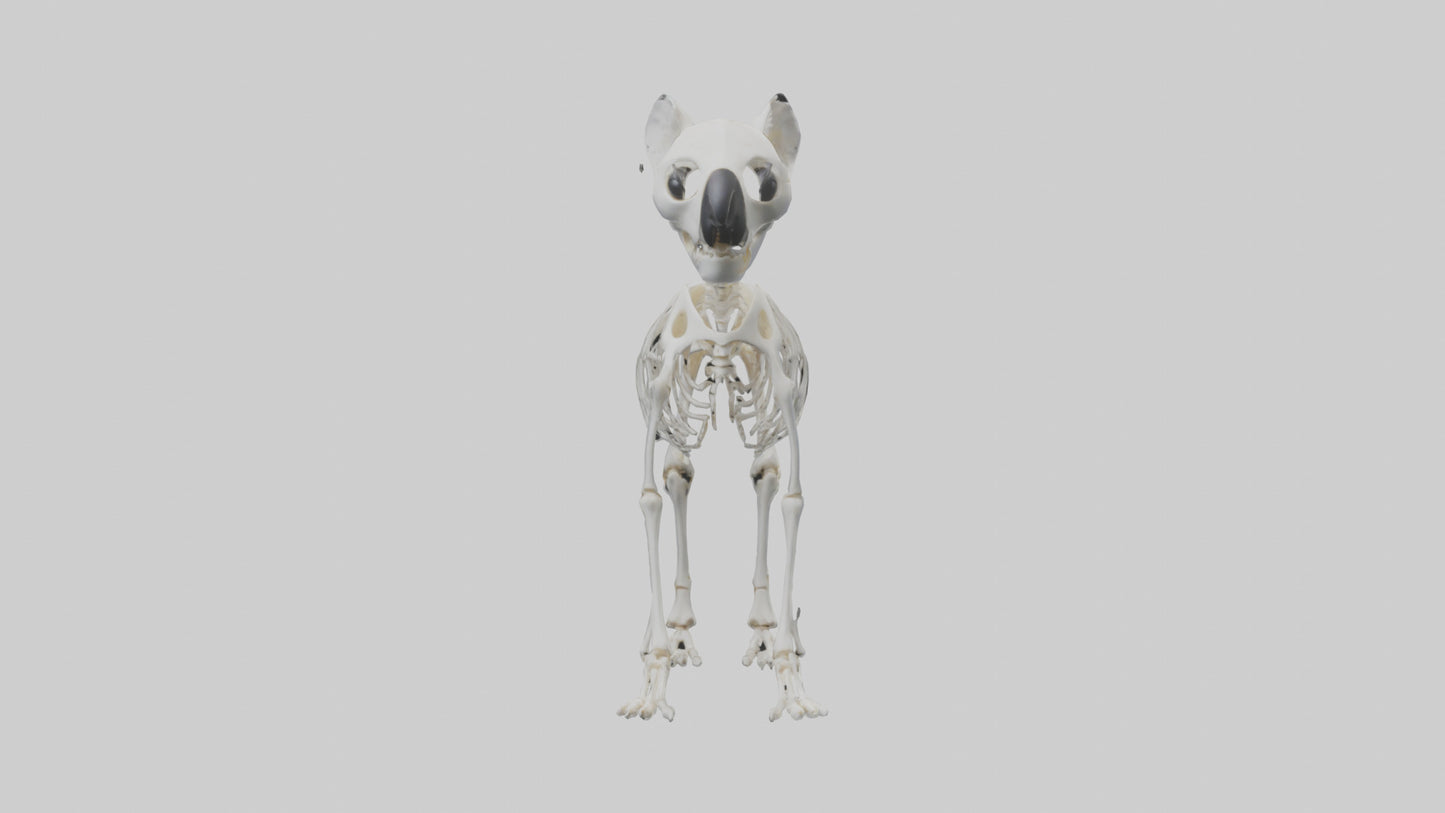 3D model Koala Skeleton model VR / AR / low-poly