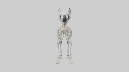 3D model Koala Skeleton model VR / AR / low-poly