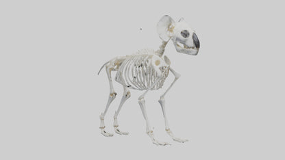 3D model Koala Skeleton model VR / AR / low-poly