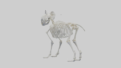 3D model Koala Skeleton model VR / AR / low-poly