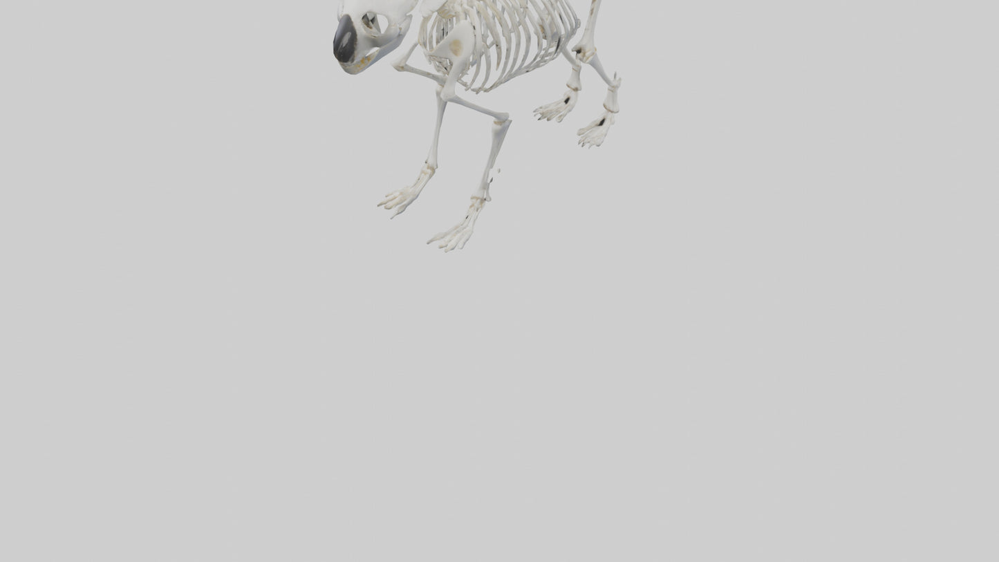 3D model Koala Skeleton model VR / AR / low-poly