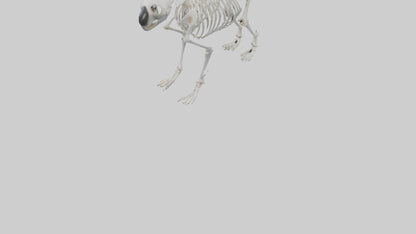 3D model Koala Skeleton model VR / AR / low-poly