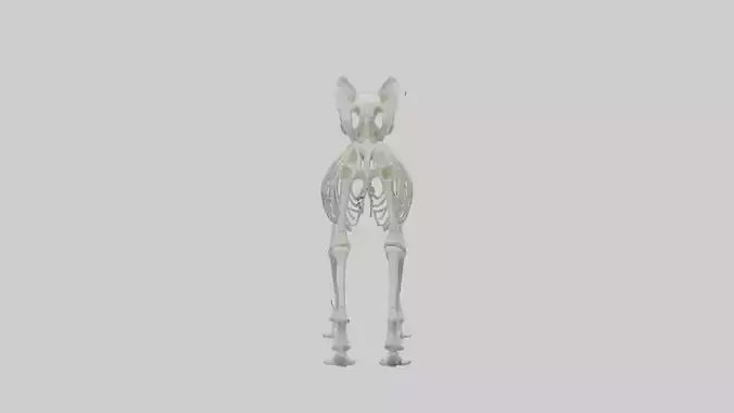3D model Koala Skeleton model VR / AR / low-poly