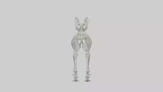 3D model Koala Skeleton model VR / AR / low-poly