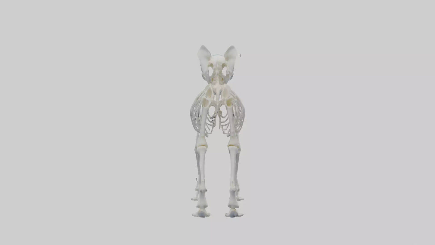 3D model Koala Skeleton model VR / AR / low-poly
