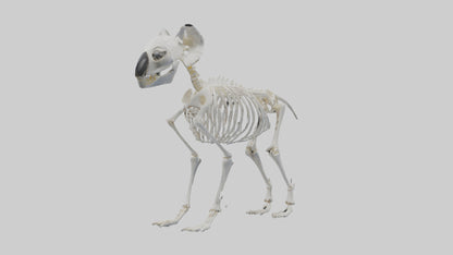 3D model Koala Skeleton model VR / AR / low-poly