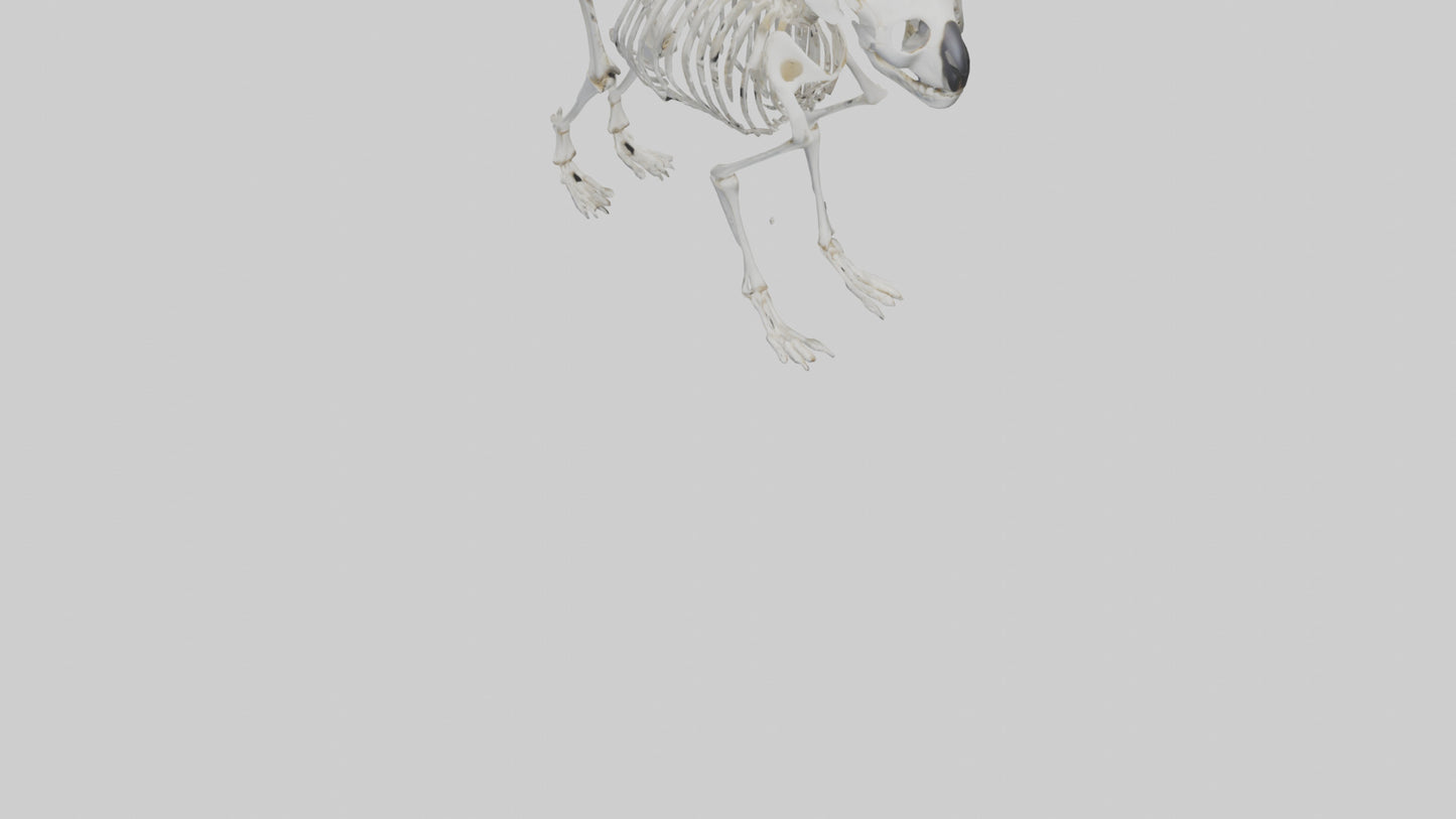 3D model Koala Skeleton model VR / AR / low-poly