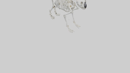 3D model Koala Skeleton model VR / AR / low-poly