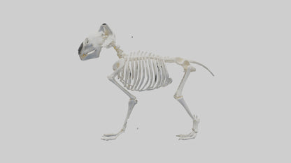 3D model Koala Skeleton model VR / AR / low-poly