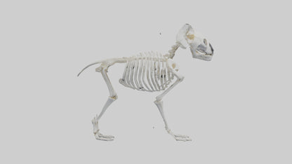 3D model Koala Skeleton model VR / AR / low-poly