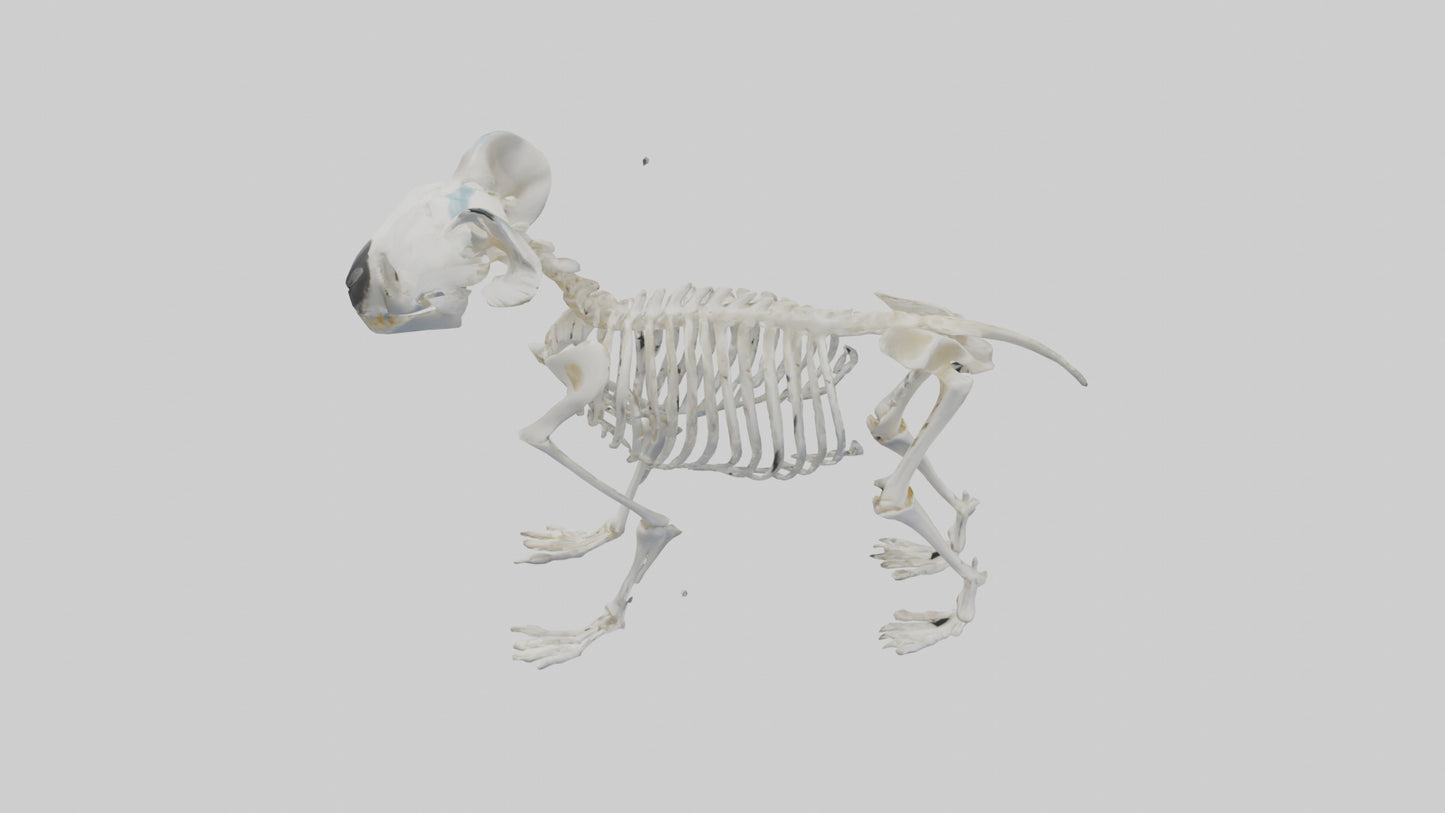 3D model Koala Skeleton model VR / AR / low-poly