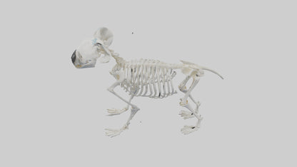 3D model Koala Skeleton model VR / AR / low-poly