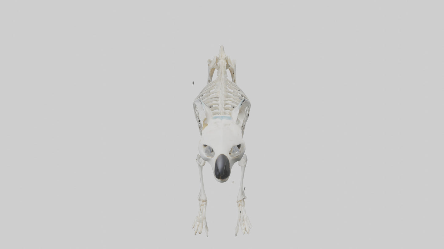 3D model Koala Skeleton model VR / AR / low-poly